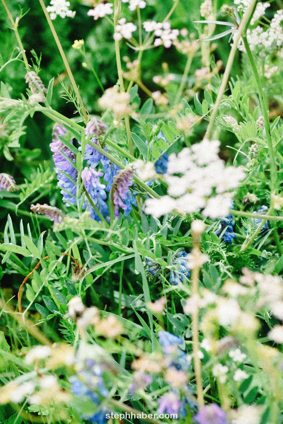 Close-up of wildflowers and green foliage in a meadow. Purple, white, and pink blooms dominate. Text "stephhaber.com" at the bottom.
