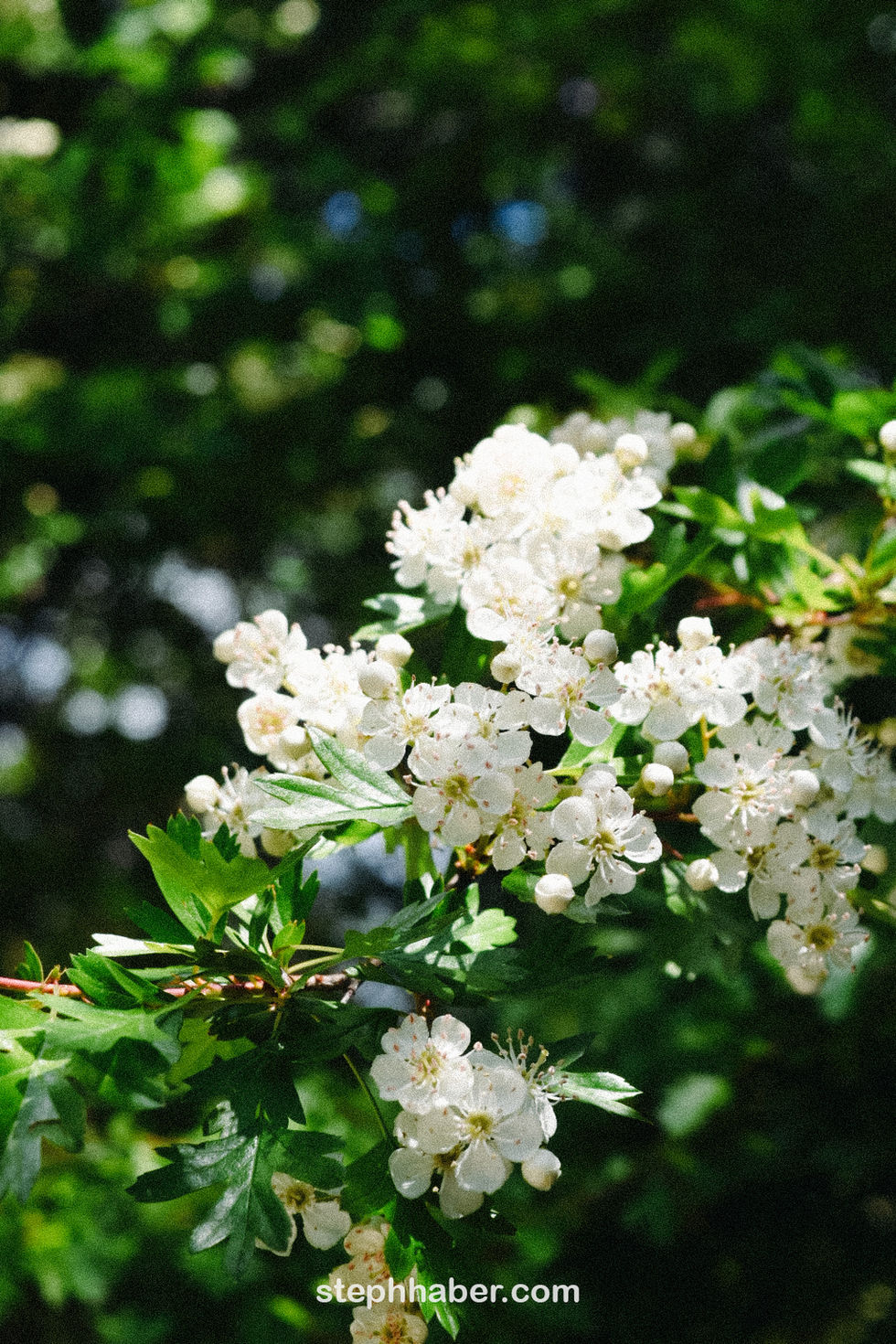 SH_NZ73
