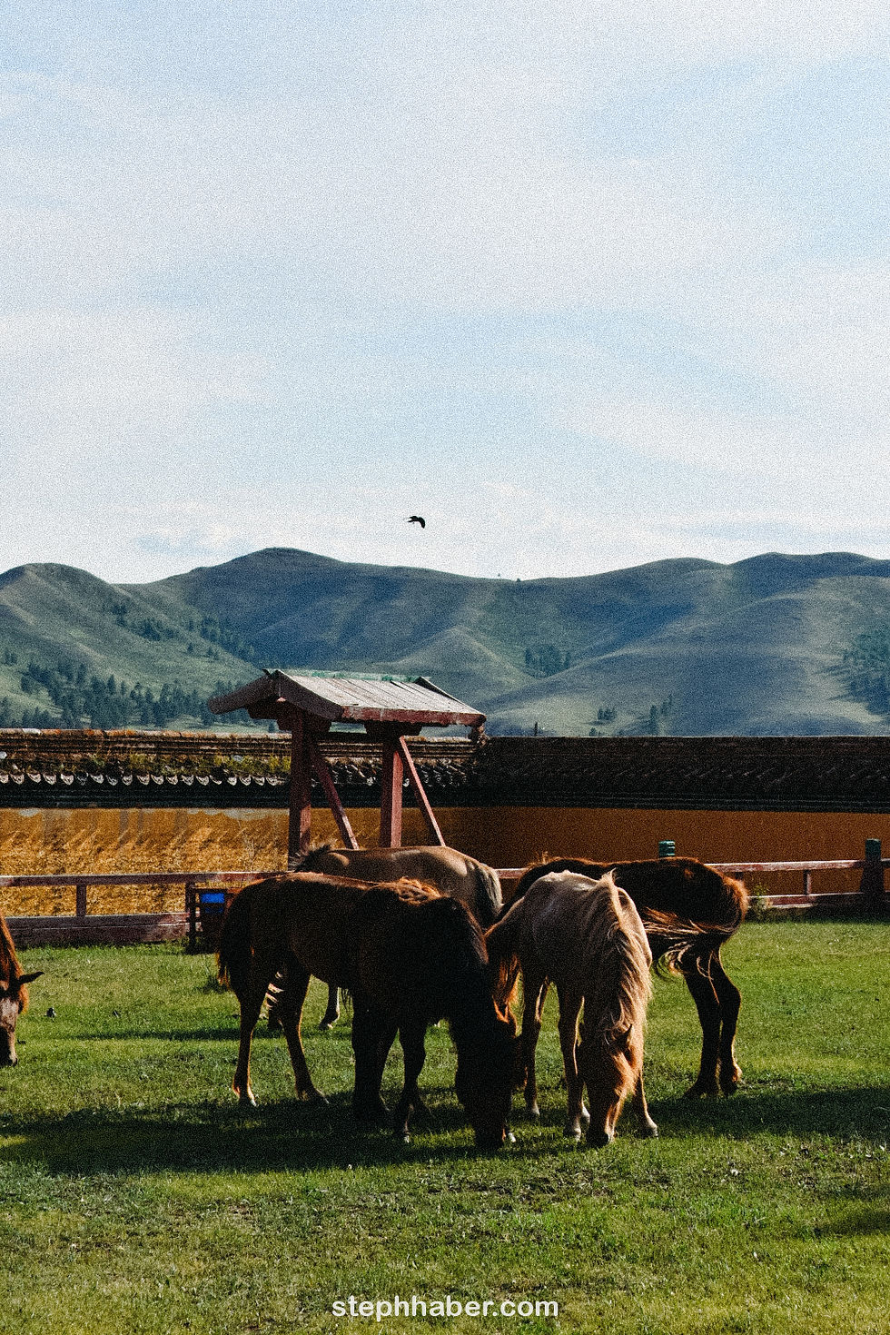 Horses grazing on a grassy field with a wooden structure and mountains in the background. A bird flies in the blue sky. Text: stephhaber.com.