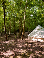 Rabbit pitch, pitch up in the dappled sunlight.