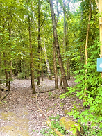 Ladybird pitch, hide away in your own private woodland clearing.
