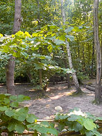 Tawny Owl Pitch, watch the wildlife from your your tent.