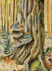 Rooted-Solecki tree close up.jpg