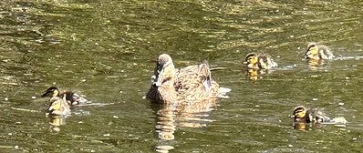 IMG_0194.jpeg