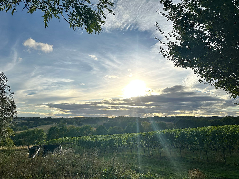 The view from Jojo's over the Chilterns