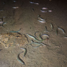 Experiencing the Magic of a Grunion Run with Continuing Connections