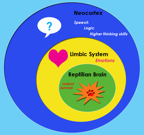 Cervell primitiu (complex R)