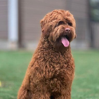 messenger-creation-10374326-dfe8-403e-b4