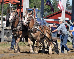 Horse Pulling