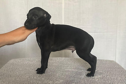 Zeus