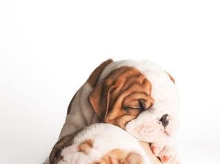 Puppy Yoga at Yogatastic Burlington | Branding Photography in Burlington, Ontario