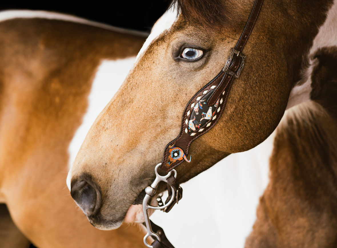 Burlington horse photographer, fine art horse portraiture, burlington horse and rider photoshoot