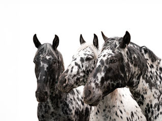 Three Appaloosas at Green Acres | Equine Photography in Waterdown