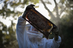 The honey way