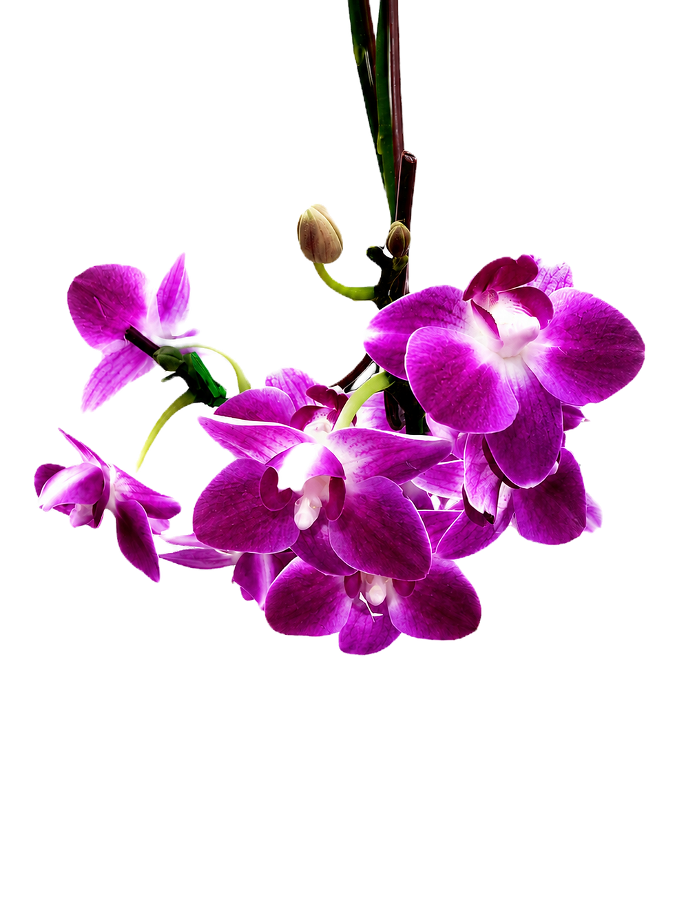purple orchids.png