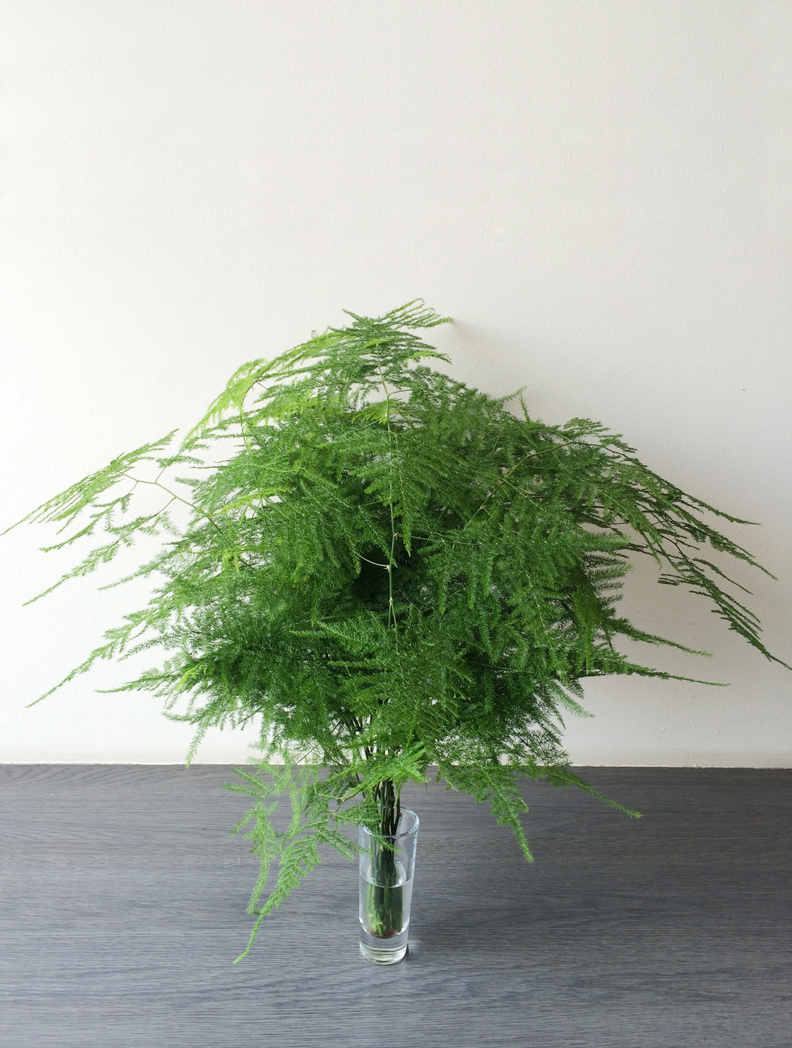 Купить Аспарагус Перистый В Горшке