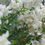 Thumbnail: Powdery Bouquet Fragrance