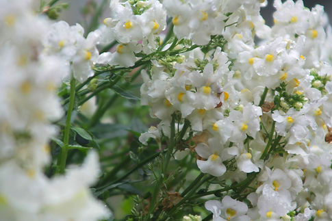 Group of White Flowers