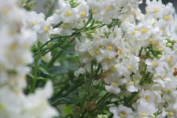 Close-Up Of Flowers