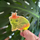 Thumbnail: Toadally Sticker - Holographic