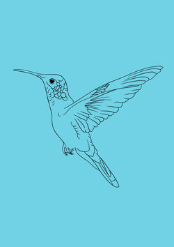 03 Hummingbird