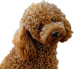 Toy Poodle_edited.png