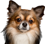 Chihuahua_edited.png