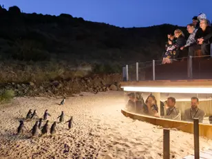 Một Ngày Ở Philip Island – Không Chỉ Là Xem Cánh Cụt!