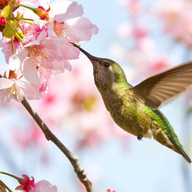 Тайната градина