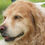 Thumbnail: Living Dog House Large Medium & Small Dogs
