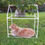 Thumbnail: Living Dog House Large Medium & Small Dogs