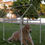 Thumbnail: Living Dog House Large Medium & Small Dogs