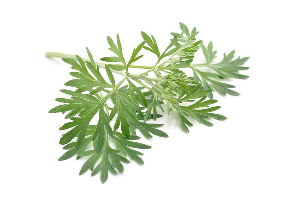 Miniatura: Elektron assenzio funzionalità digestiva e balsamica egolarità della pressione