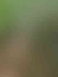 A relatviely steep trail filled with roots and rocks. Trees and green foliage