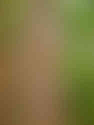 Many small, orange mushrooms growing out of a tree trunk.