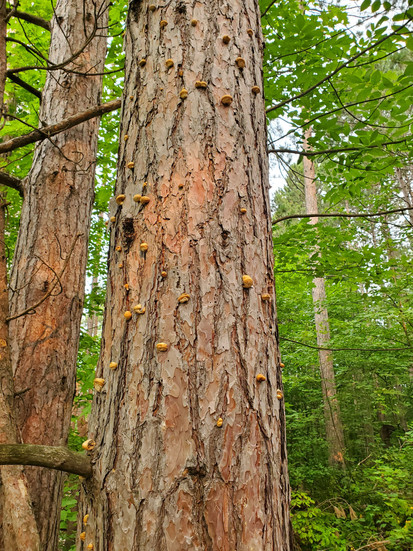 Many small, orange mushrooms growing out of a tree trunk.