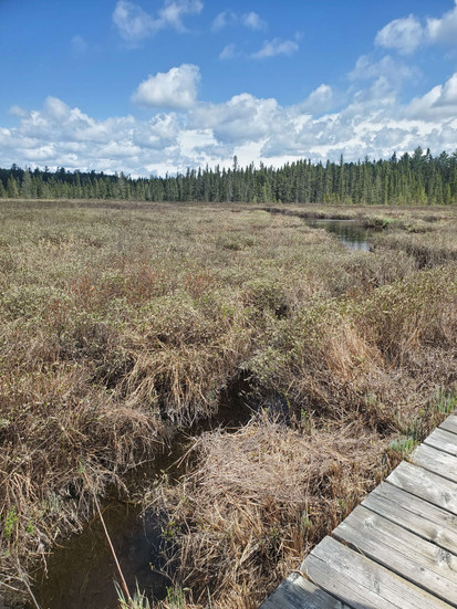 Algonquin Park Spruce Bog Boardwalk. Straw coloured vegetation gives way to a stream into the distant forest.