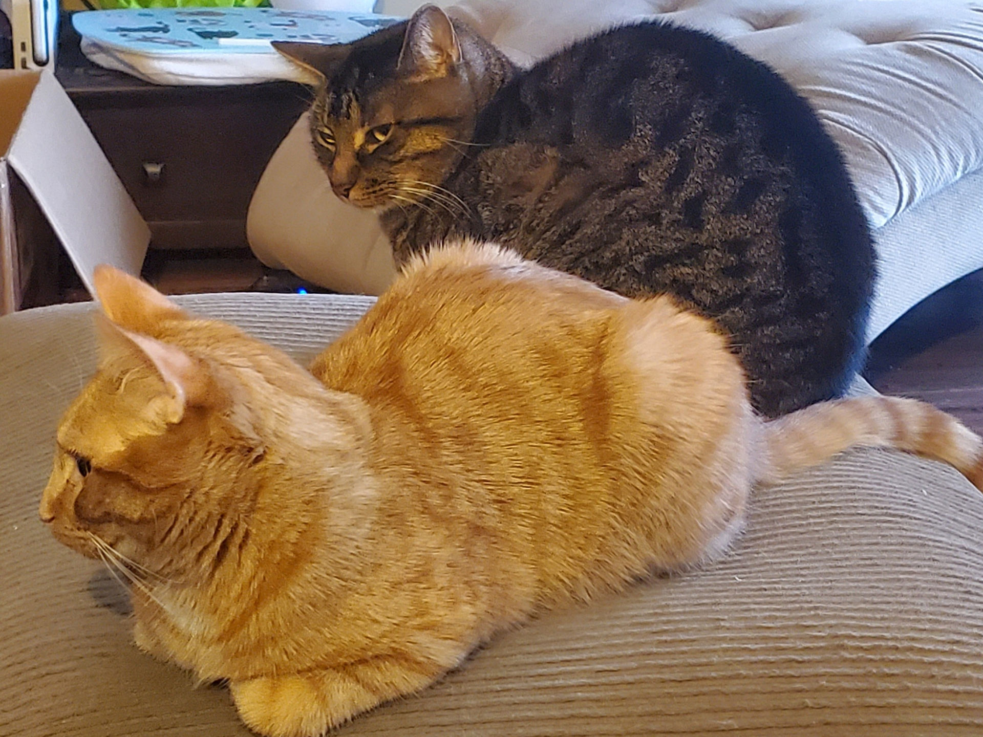 An orange kitten sits in front of a grey cat who appears to be giving him the side eye.