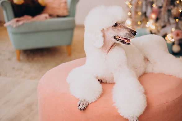 white-poodle-sitting-by-christmas-tree.jpg