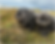 Shih-Tzu-5.png