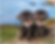 Shih-Tzu-3.png