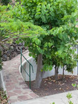 der garten