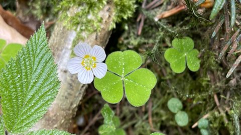 Frauenmantel (Alchemilla vulgaris