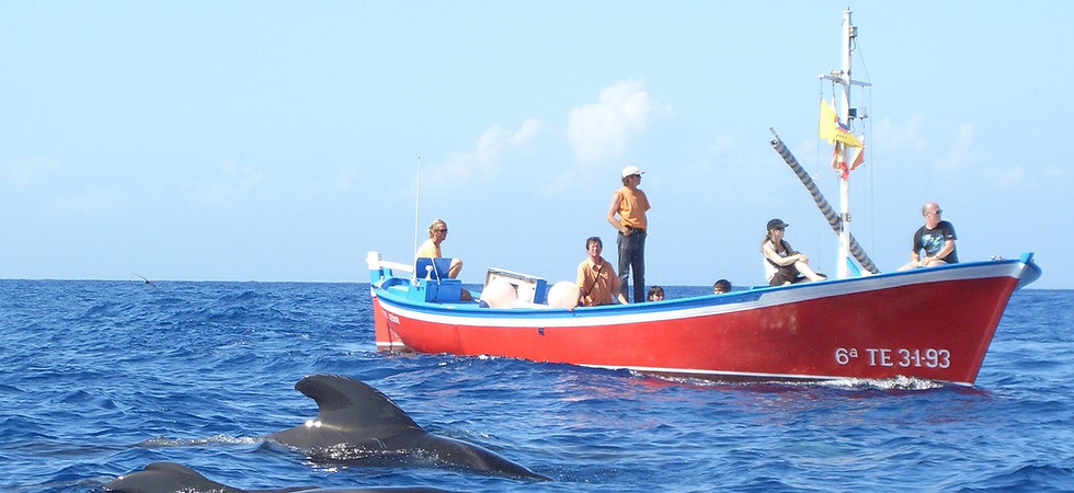 whale watching la gomera