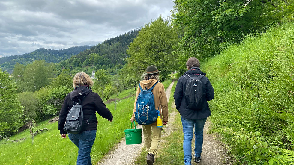 Wildkräuter in der Natur von Baden Baden