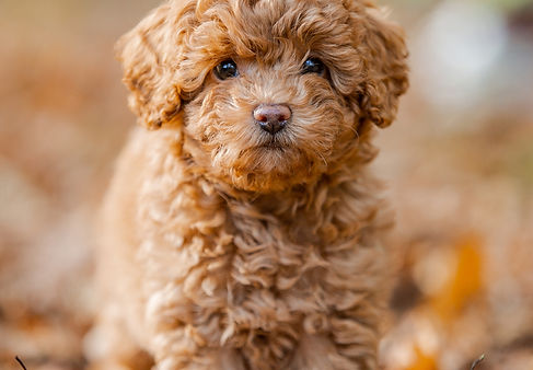 poodle-miniature-toy3.jpg