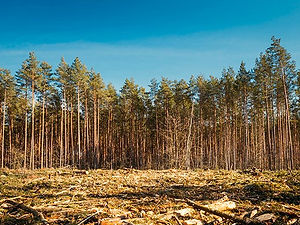 Land Clearing