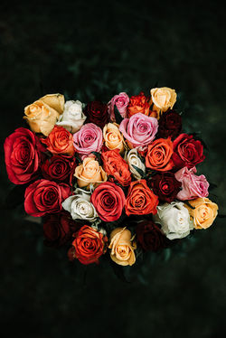 Roses black background