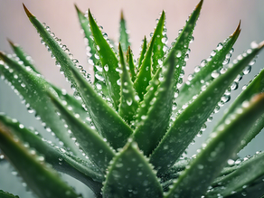 Unlock Clear Skin: Natural Remedies for Dry Skin Relief