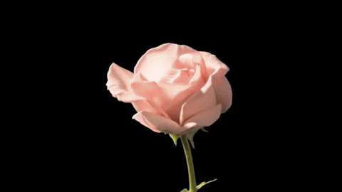 rose blooming gif.gif